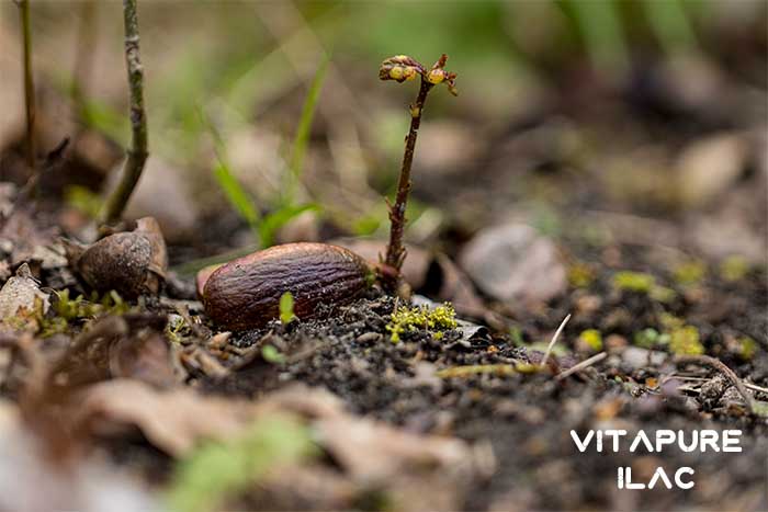 takviye edici gıda üreticisi